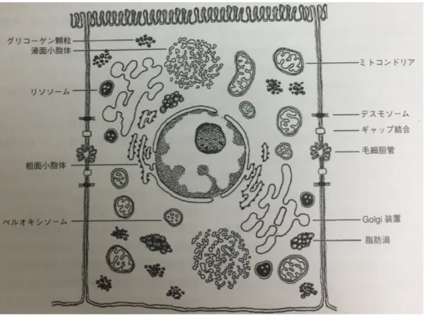 Fig. 2-3   肝細胞の構造