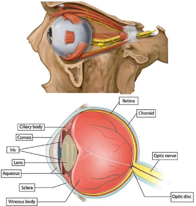 Fig.  1.  The  anatomical  location  of  the  eye  from  the  side  view  [32].  Schematic  diagram of the human eye [33]