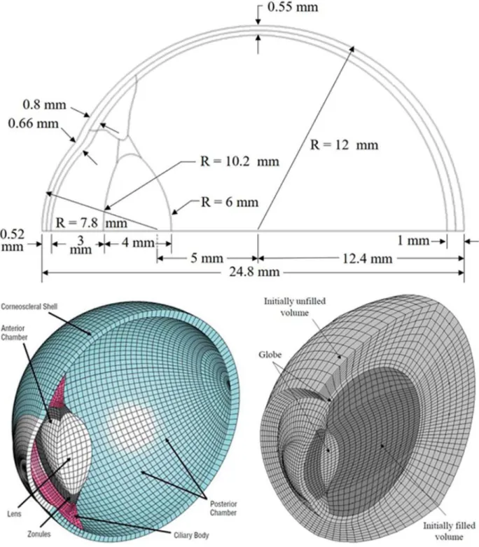 Fig. 4. The eye model of Stitzel et al. [12]. License Number: 4034620402562 