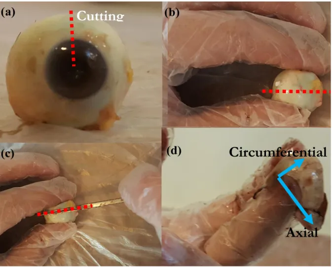 Fig. 7. (a) The fresh eye globe, (b and c) the process of globe dissection, and (d)  final sclera shell