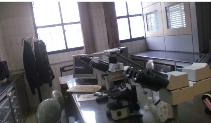 Fig. 10. The microscope and its CCD camera set used for the histological analyses. 