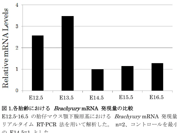 図 1.各胎齢における Brachyury mRNA  発現量の比較  