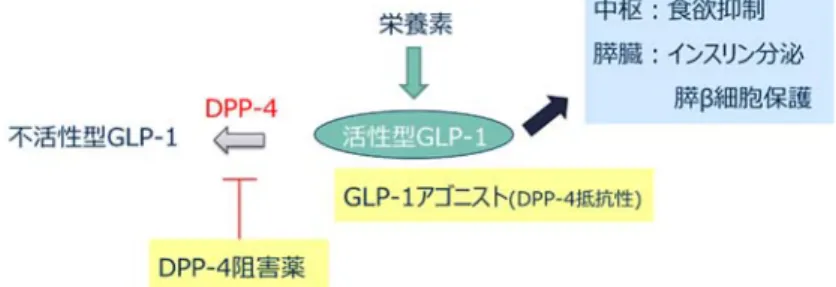 Figure 2. Incretin-based drugs. 
