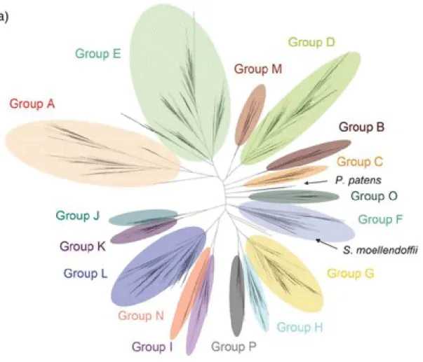 Fig. 1 Family 1 PSPG の分子系統樹 2