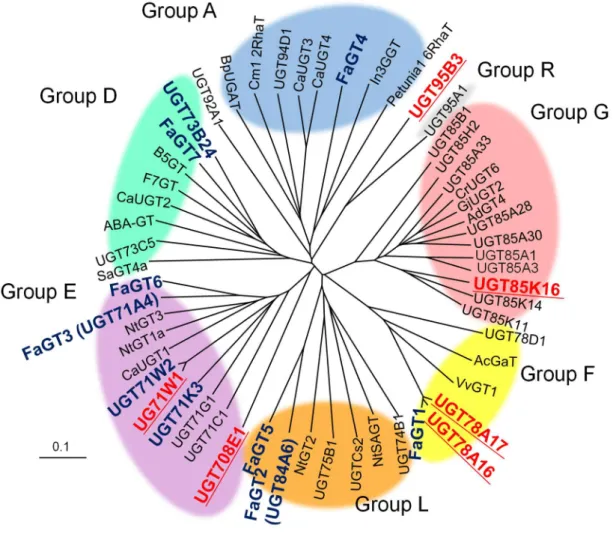 Fig. 3  イチゴ花托から単離した配糖化酵素および他の植物の PSPG による分子系統樹 