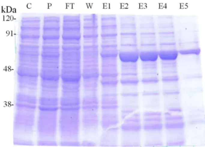 Fig. 4  大腸菌に発現させた UGT85K16 の SDS-PAGE による精製  精製段階のタンパク質 10 µg をアプライし CBB 染色を行った。
