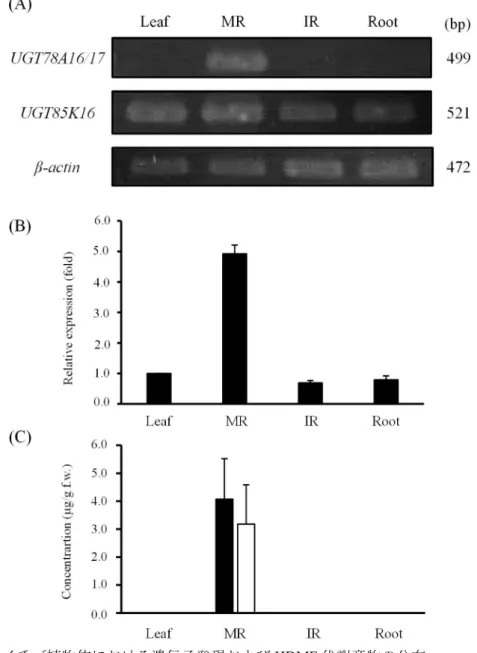 Fig. 7  イチゴ植物体における遺伝子発現および HDMF 代謝産物の分布