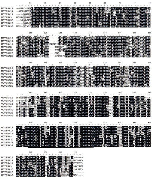 Fig. 8    UGT85 サブファミリーのマルチプルアライメント 