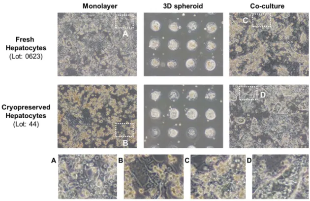 Figure 1.  Morphology of cynomolgus monkey hepatocytes on day 7.   