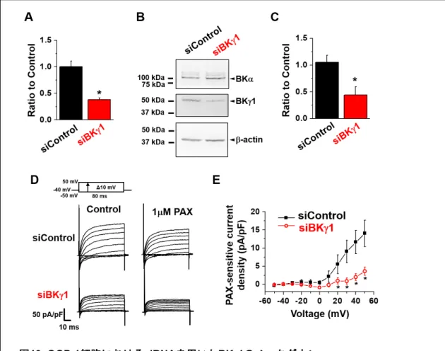図 19. QGP-1 細胞における siRNA を用いた BK γ 1 のノックダウン