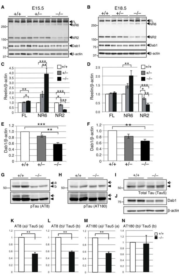 Figure 6. Adamts3 –/– マウスの胎生期大脳皮質では、リーリン N-t 切断産物、 Dab1 、リン酸化 Tau 量が 顕著に減少する。