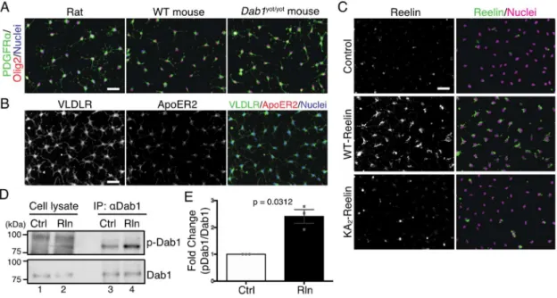 Figure 14. OPCs はリーリンシグナル分子を発現し、OPCs へのリーリン刺激により Dab1 のリン酸化が 誘導される。 