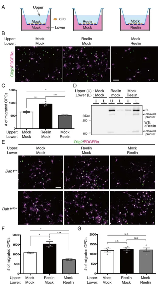 Figure 16. in vitro においてリーリンは Dab1 依存的に OPCs の移動に影響を与える。
