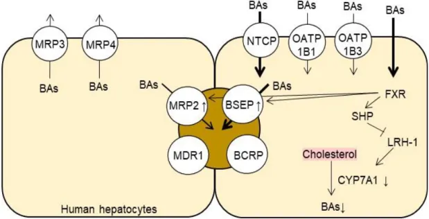 Figure 1. Mechanism of hepatic of bile acids 