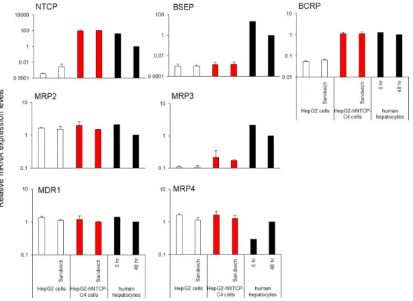Figure 3. Relative expression of mRNAs encoding the basal or apical transporters according to  glyceraldehyde 3-phosphate dehydrogenase expression  in HepG2 and HepG2-hNTCP-C4 cells  cultured in sandwich configuration or monolayer configuration 