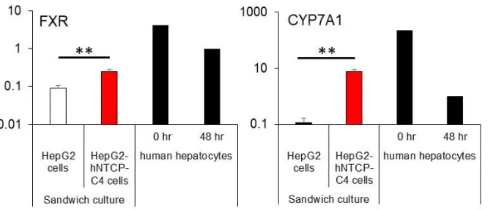 Figure 4. Relative expression of mRNAs encoding the FXR, and CYP7A1 according to glyceraldehyde  3-phosphate dehydrogenase expression in SC-HepG2 and SC-HepG2-hNTCP-C4 cells