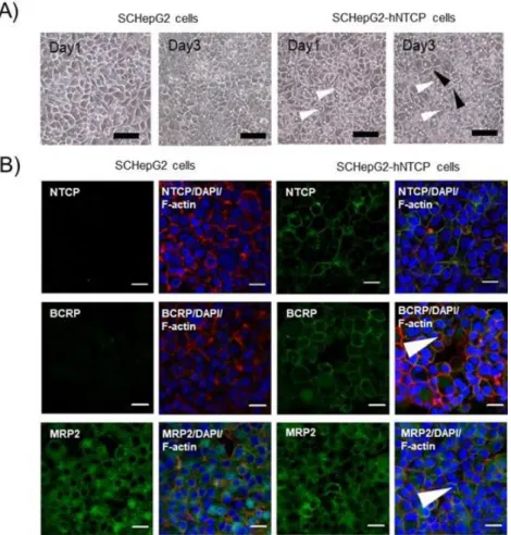 Figure 5. Cell morphology and transporter localization in SC -HepG2 and SC-HepG2-hNTCP- SC-HepG2-hNTCP-C4 cells