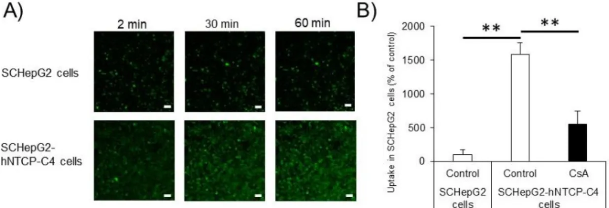 Figure 6. Functional activities of NTCP in SC-HepG2 and SC-HepG2-hNTCP-C4 cells.   
