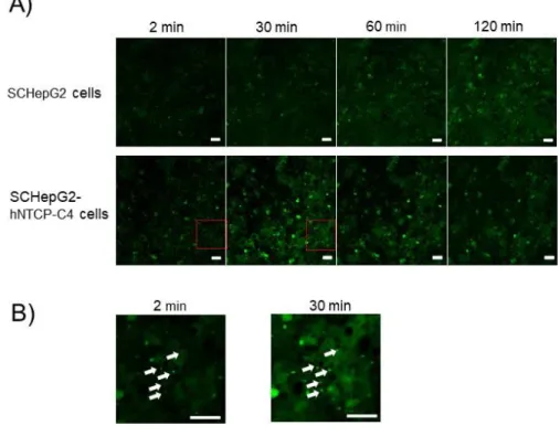 Figure 7. Functional activities of MRP2 in SC-HepG2 and SC-HepG2-hNTCP-C4 cells.   