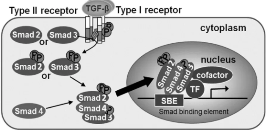 Figure 2. TGF-β signal transduction  しかしながら、これらのクロストークの詳細な分子機構は十分に理解されていない。  本研究では、p53 が Smad のコファクターとして機能することで、TGF-β のがん抑制 的な作用発現に寄与していることを明らかにするために、その詳細なクロストーク機構 を検討した。  2-2  実験結果  1