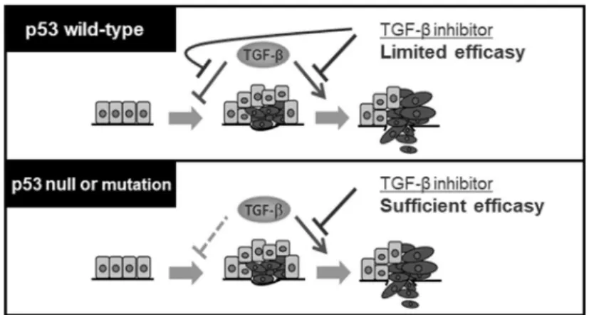 Figure 9. Companion diagnostics model for TGF-β target therapy by p53 status. 