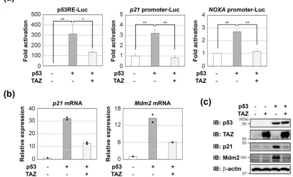 Figure 11. TAZ represses the transcriptional activity of p53. (a) H1299 cells were transfected  with  the  indicated  reporter  plasmids  and  pCMV/β‐gal  in  combination  with  the  indicated  constructs