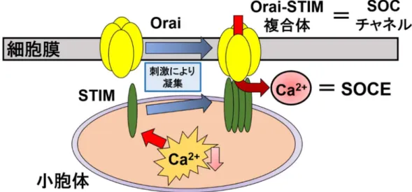 図 3.   ストア作動性 Ca 2+ チャネル（ SOC チャネル）による SOCE 誘発機構