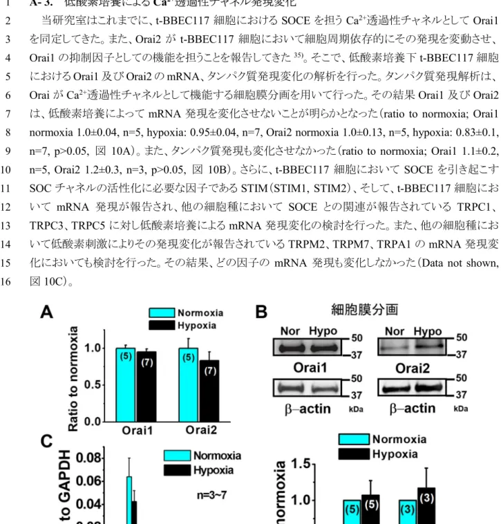 図 10.  低酸素培養下 t-BBEC117 細胞におけるストア作動性 Ca 2+ チャネルの発現変化