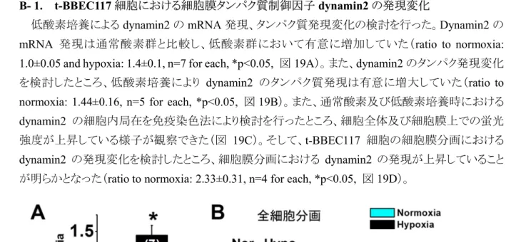 図 19. t-BBEC117 細胞における低酸素培養時の dynamin2 発現解析