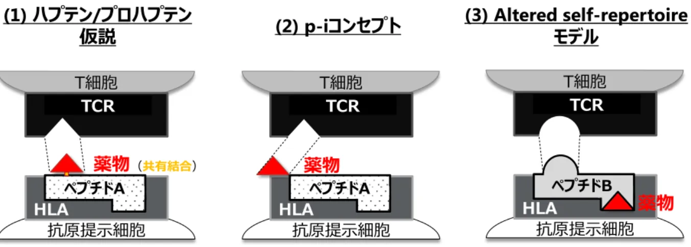 Figure 2. Possible mechanisms of T-cell activation by IDT-causing drugs. 