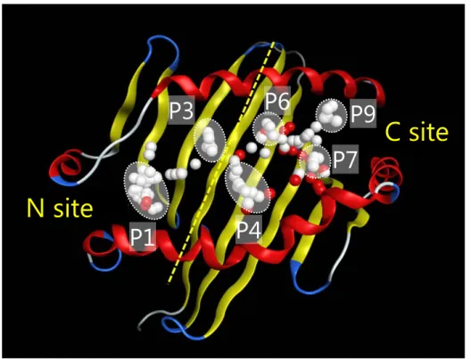 Figure 3. Representative alpha spheres generated at a concavity in the peptide binding groove of  HLA-DR molecules