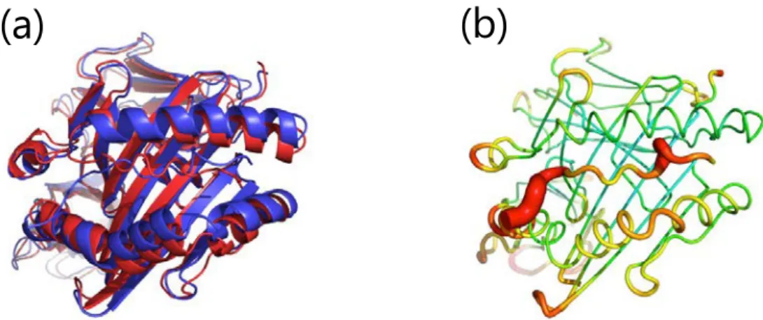 Figure 13. Simulated representative structures of HLA-DRB1*07:01-TT peptide complex in frame  3