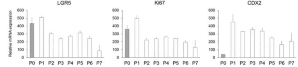 Fig. 1. Effects of passage number on LGR5, Ki67, and CDX2 mRNA levels in ISCs derived from  human iPS cells