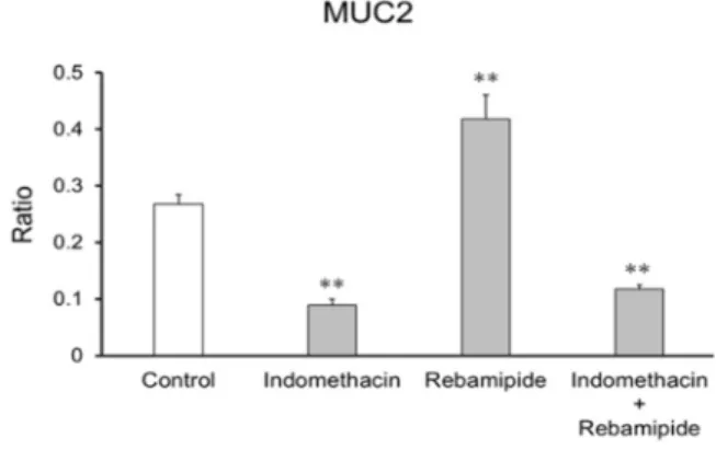 Fig. 4. Ratio of MUC2-positive cells in  enterocytes derived from human iPS  cells.