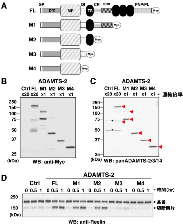 図 6 ADAMTS-2 のリーリン N-t 切断活性には、 Disintegrin domain や最も N 末端側の Thrombospondin motif が重要である