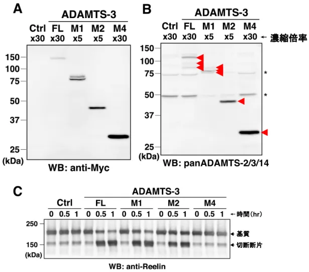 図 7 ADAMTS-3 のリーリン N-t 切断活性には、 Disintegrin domain や最も N 末端側の Thrombospondin motif が重要である