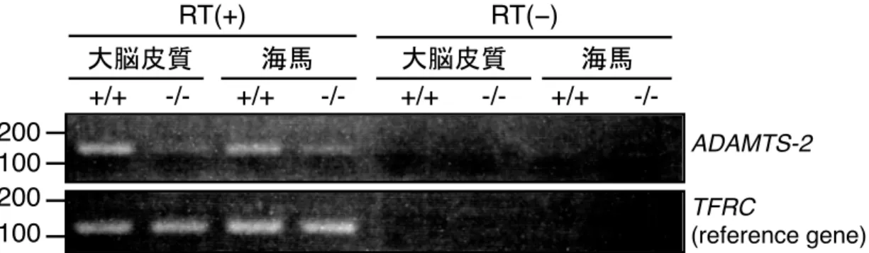 図 8    ADAMTS-2 KO マウスでは ADAMTS-2 の多くが消失している