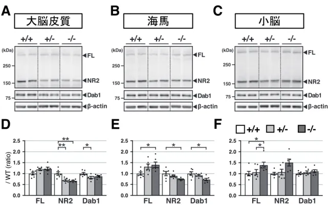 図 9 ADAMTS-2 は 2 ヶ月齢のマウス大脳皮質および海馬でリーリン N-t 切断と不活化を担う (A-C) 2 ヶ月齢の野生型マウス   (+/+) 、 ADAMTS-2 ヘテロ欠損マウス   (+/–) 、 ADAMTS-2 KO マウ ス   (–/–)  の大脳皮質   (A) 、海馬   (B)  および小脳   (C)  におけるリーリン FL と NR2  ( 画像上段 ) 、 Dab1 (中段)、β-actin (下段)  を WB により検出した。  (D-F)  野生型マウスの値