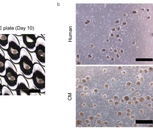 Figure 2 Morphology of human and cynomolgus monkey (CM) iPS cell-derived intestinal  spheroids