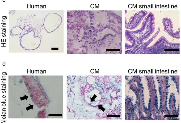 Figure 5 Morphology of human and CM iPS cell-derived intestinal organoids. 