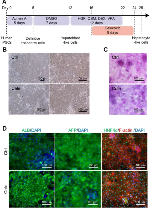 Figure 2-1. Hepatocyte differentiation from human iPS cells using celecoxib. 