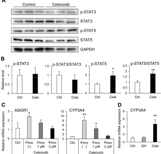 Figure 2-6. Effect of STAT5 activation on hepatocyte differentiation. 
