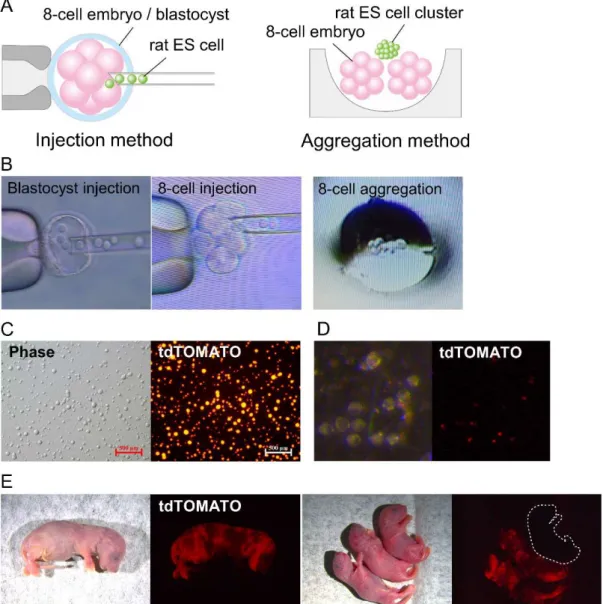 Figure 3-1. Generation of chimeric mice using rat ES cells via three different methods