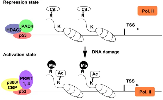 Figure 2-9. The epigenetic effect on p53 target genes. 