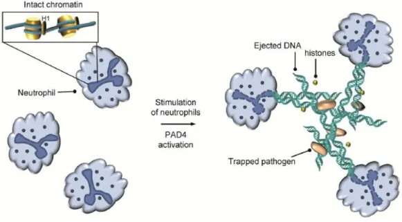 Figure 2-10. NET formation in neutrophils by PAD4 31 . 