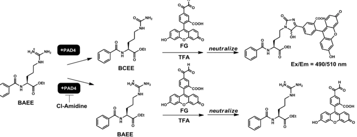 Figure 3-4. The assay design of detecting PAD4 activity using FG. 