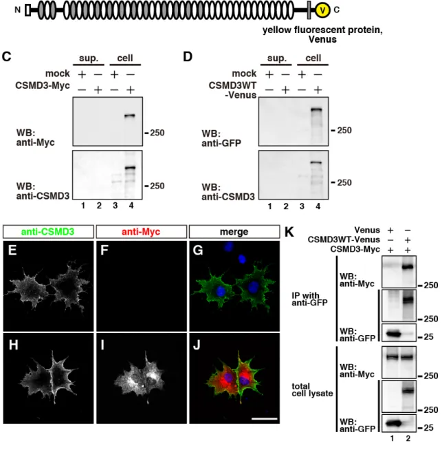 Fig. 3 CSMD3 はオリゴマーを形成する膜貫通タンパク質である。 