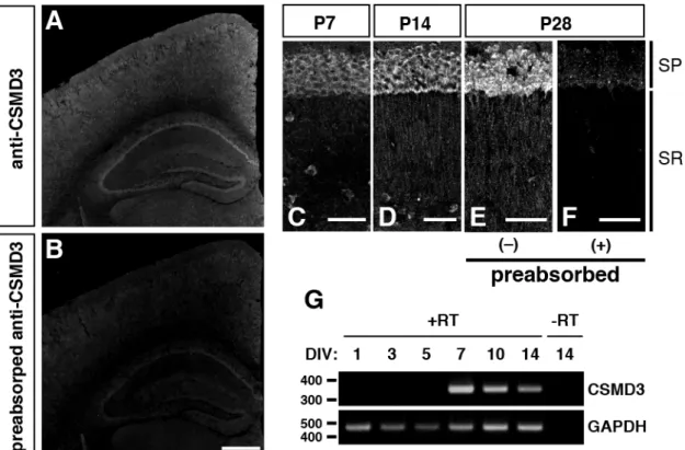 Fig. 4 CSMD3 タンパク質は生後マウスの大脳皮質と海馬 apical dendrites に発現し、 CSMD3 mRNA は培養海 馬神経細胞の 7 DIV 以降に発現する (A and B) P28 におけるマウス大脳の抗 CSMD3 ポリクローナル抗体を用いた免疫染色像。大脳皮質と海馬 神経細胞が抗 CSMD3 ポリクローナル抗体により標識された  (A)。一方、抗原を吸着させた抗 CSMD3 ポリ クローナル抗体では、シグナルはほとんど消失した   (B) 。 Scale bar: 500