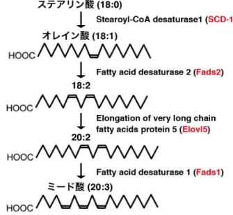 Fig. 8  ミード酸合成経路 