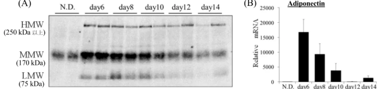 Figure 2. Time dependent decrease of secreted adiponectin protein and adiponectin mRNA expression